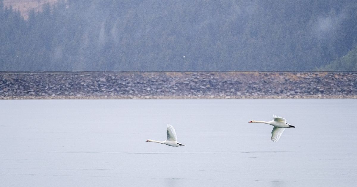 Néhány hete állandó vendégek a bütykös hattyúk a szépvízi víztározónál